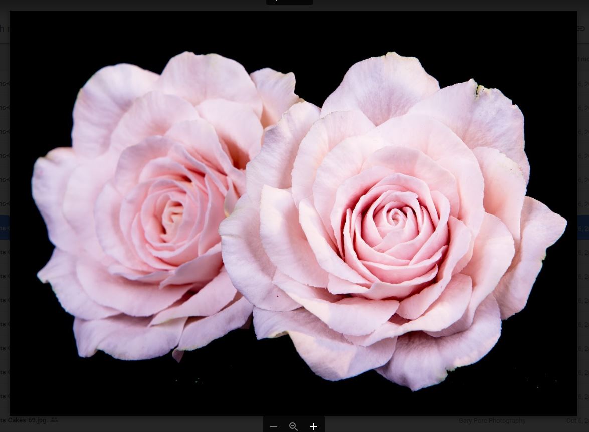 2 pink gumpaste lifelike roses